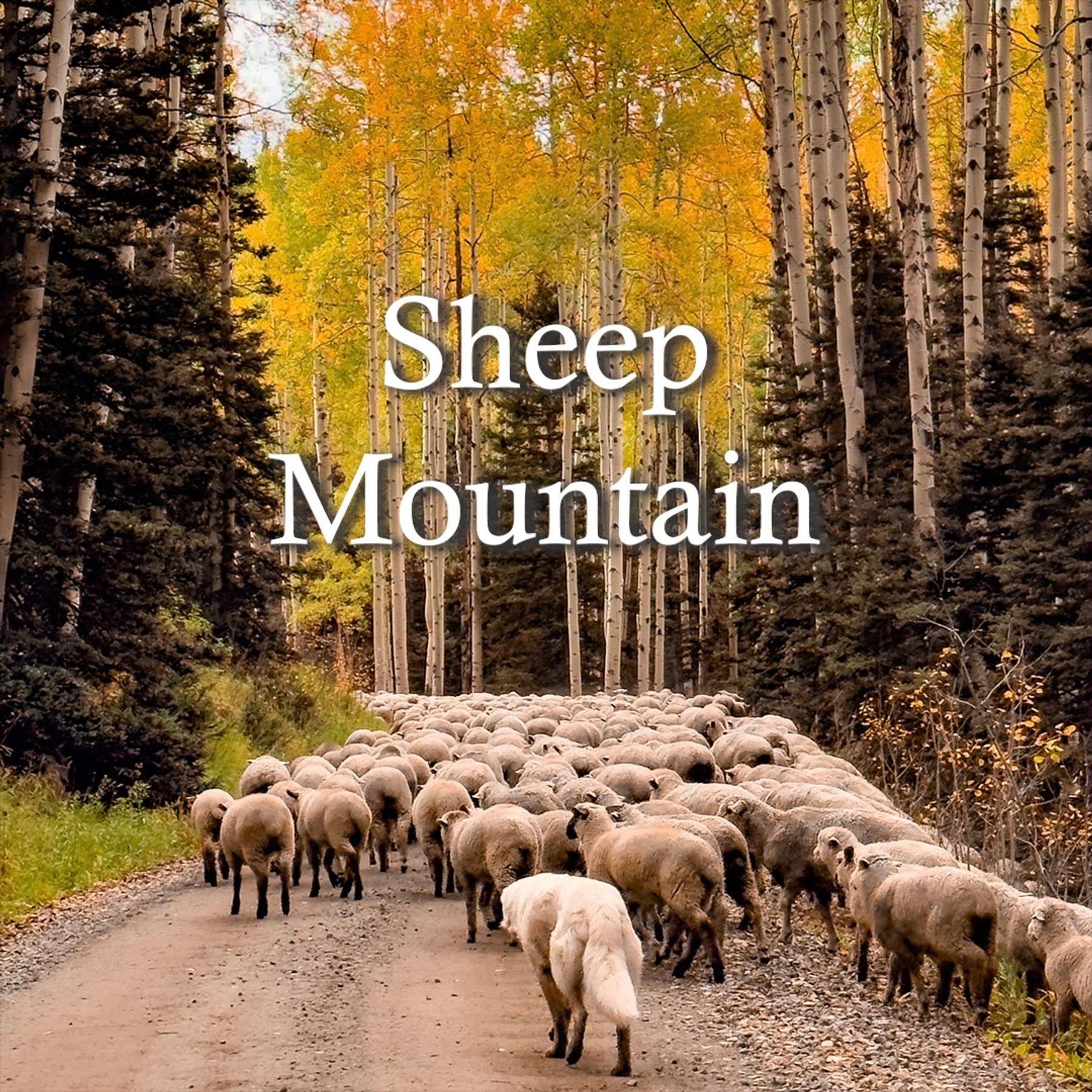 Sheep Mountain Website w words SQUARE